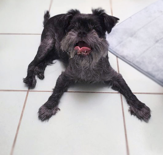 Affenpinscher