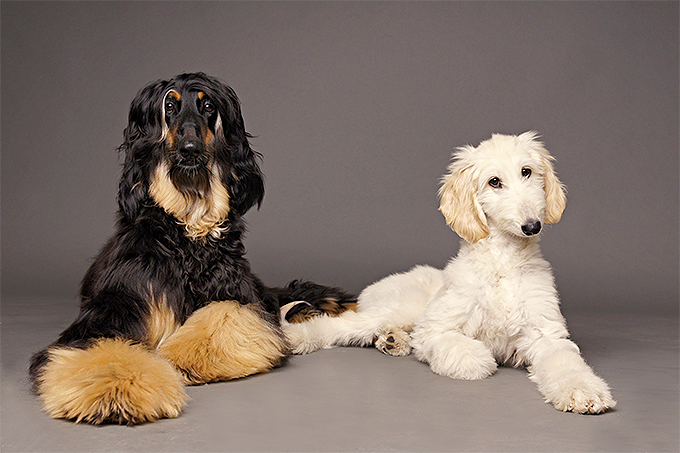 Afghanhound