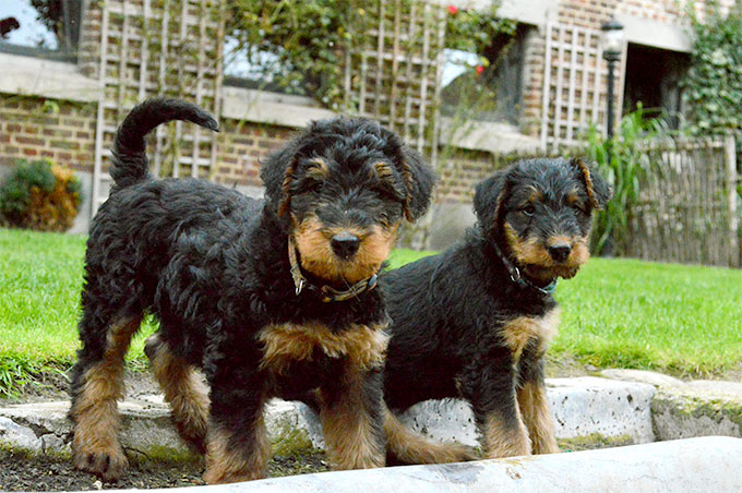 Airedale