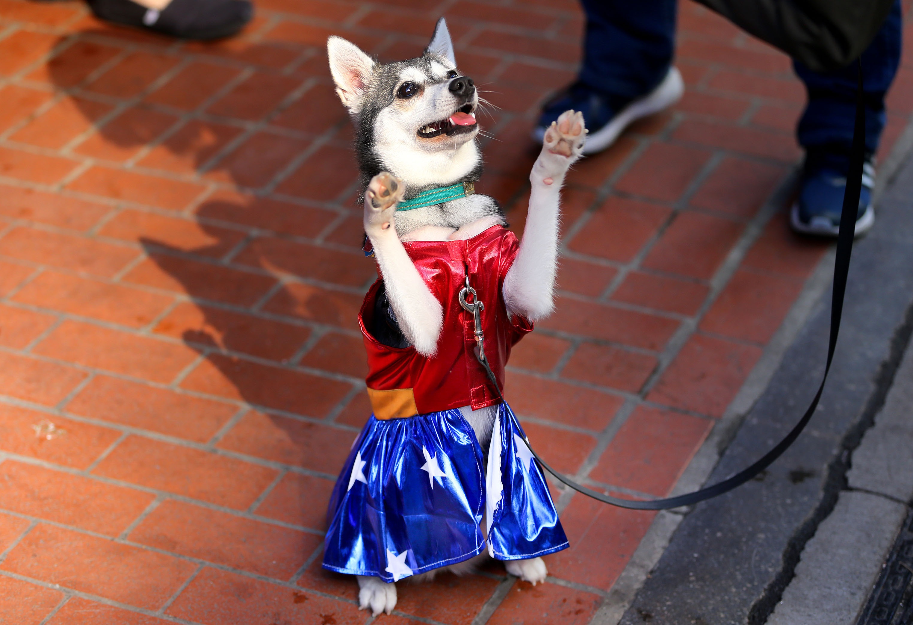 Alaskan klee kai