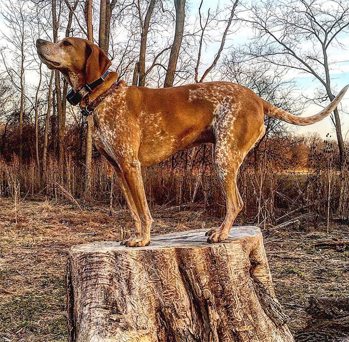 American coonhound