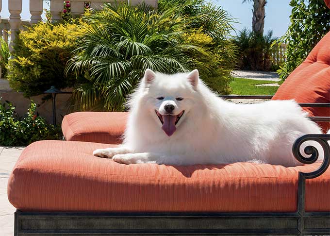 The American eskimo