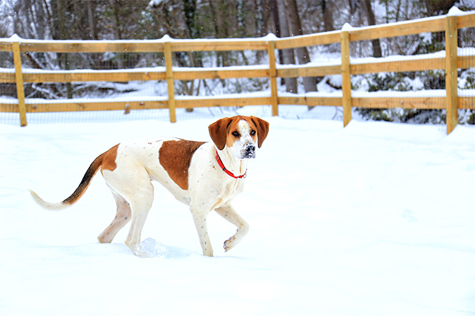 American foxhound