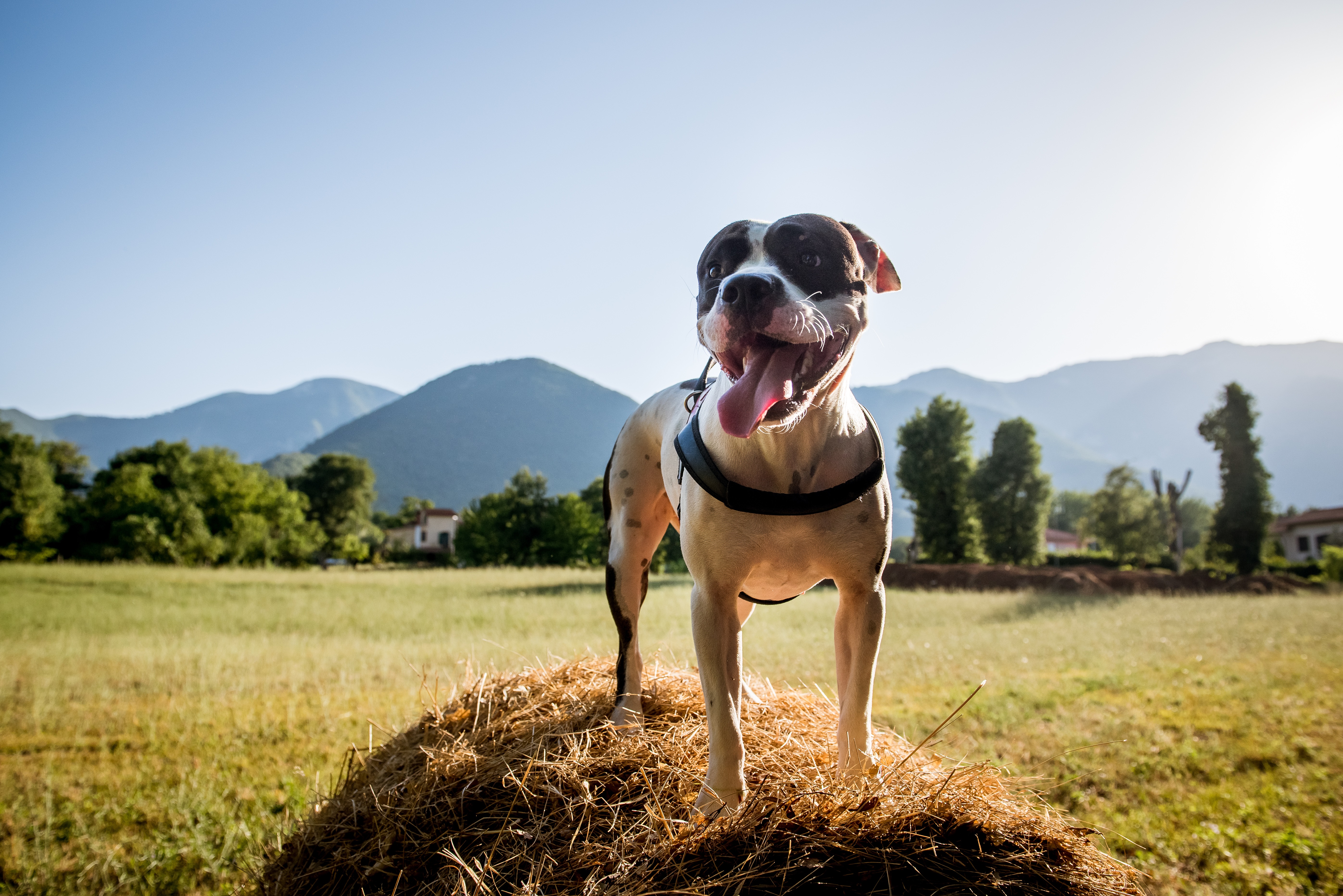 The American staffordshire terrier