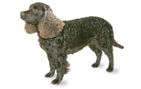 American water spaniel