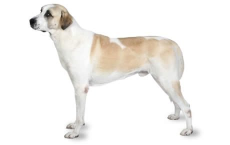 Anatolian shepherd dog