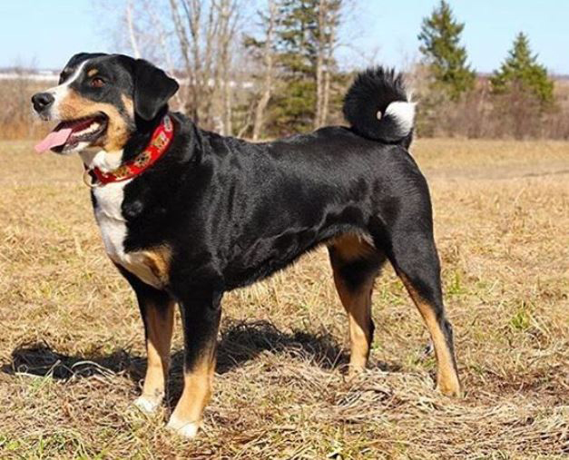 Appenzeller sennenhunde