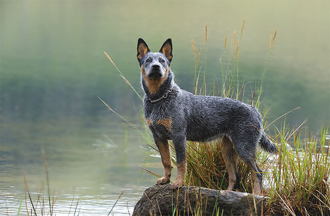 Australian cattledog