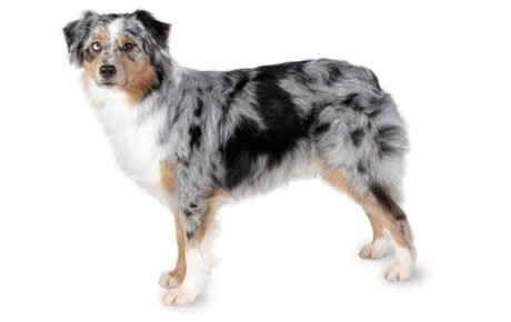 australian shepherd dog