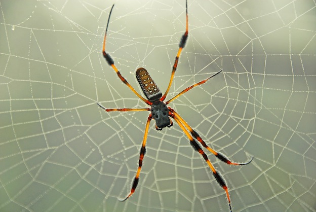 Banana spider