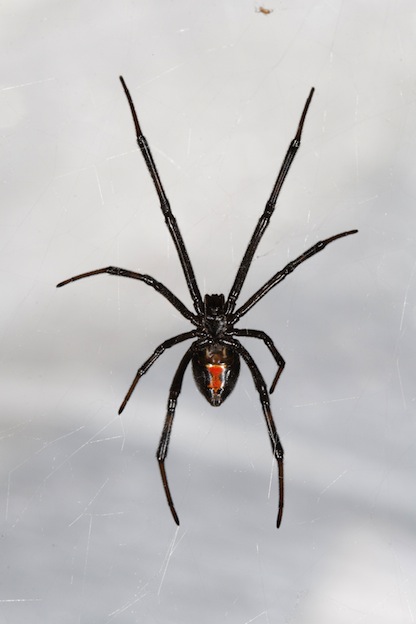 The black widow spider