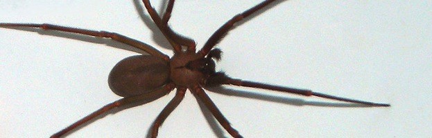 The brown recluse spider