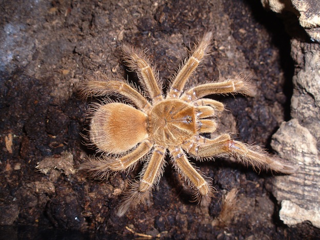 The goliath spider