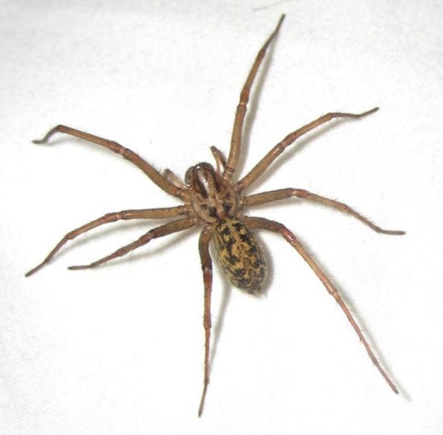 Hobo spider