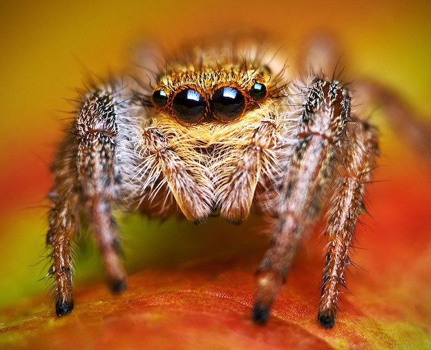 The jumping spider