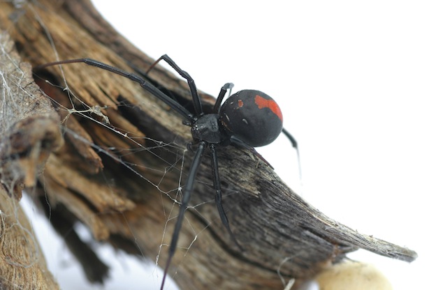 red back spider