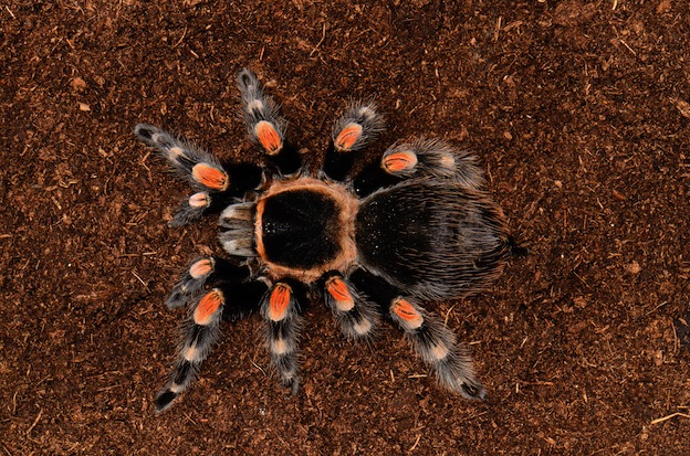 tarantula spider