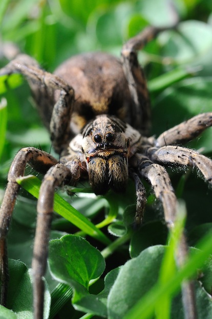 wolf spider